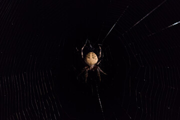 Orb weaver spider at night on web
