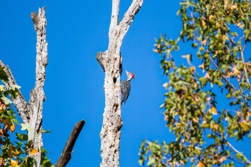 pileated woodpecker perched on side of tree