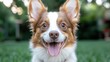 © Albert - A brown and white dog sitting on top of a lush green field