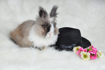 Wall Mural - Grey -white cute angora rabbit  pet with flowers and black hat sitting on white fur background. Greeting concept. free copy space