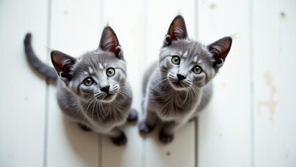 Wall Mural - Two gray tabby domestic cats kittens sitting closely together, waiting food, looking up with curious expressions on white wooden floor, soft natural light, pet care, veterinary, animal lovers