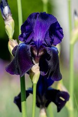 Wall Mural - Close-Up of a Vibrant Purple Iris Flower in Full Bloom in Sunlight