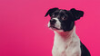 © namdarcreative - portrait of a dog on magenta background