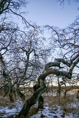 Wall Mural - a tree with a twisted trunk is surrounded by snow