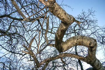 Wall Mural - a tree with a long trunk and branches