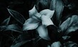 © Resni AI - Glowing white lily flower amidst dark leaves, ideal for moody backgrounds