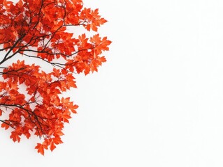 fiery autumn maple tree canopy with vibrant red and orange hues of leaves against a clean white back