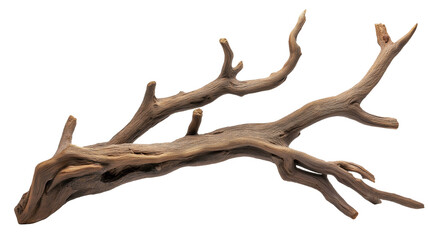 branch of dry tree isolated on transparent white background, clipping path