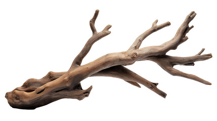 branch of dry tree isolated on transparent white background, clipping path