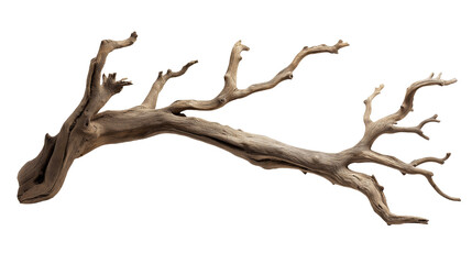 branch of dry tree isolated on transparent white background, clipping path