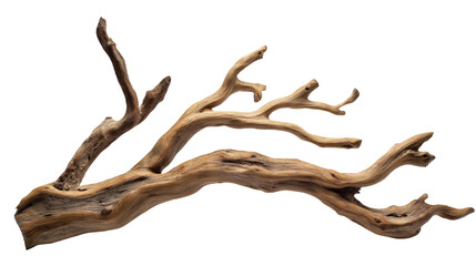 branch of dry tree isolated on transparent white background, clipping path