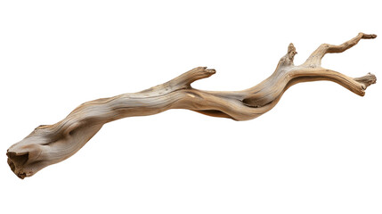 branch of dry tree isolated on transparent white background, clipping path