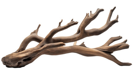 branch of dry tree isolated on transparent white background, clipping path