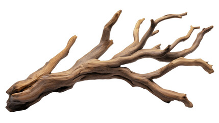 branch of dry tree isolated on transparent white background, clipping path