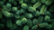 © long - Dense lush green pine tree branches with a natural textured pattern. dark moody winter nature background, evergreen needles, seasonal holiday, xmas, noel, christmas concept backdrop