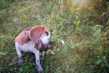 Wall Mural - A cute  beagle dog is scratching its body  on the green grass.