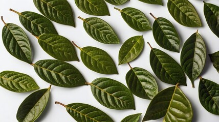 Green coffee leaves isolated on a white background.