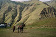 © Svetlana - Horses graze in a mountain valley. Two brown horses on a mountainside near the village of Juta in Georgia. Domestic horses graze near the village