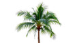 © Tafin - A tropical palm tree isolated on a white background