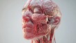 © Anisah - Detailed anatomical rendering of a human head displaying the intricate network of facial nerves and soft tissue structure