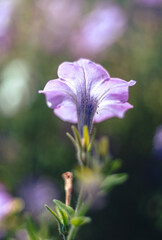 Wall Mural - Garden flower