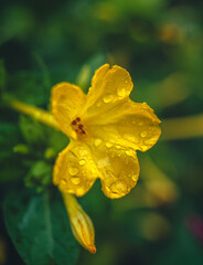 Wall Mural - Garden flower