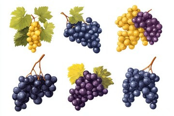 Sticker - Vineyard grape varieties, illustration, white background, food design