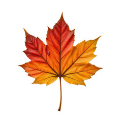 red and orange maple leaf with transparent background