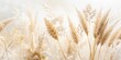 © Man888 - Double Exposure Wheat, Dried Grasses & Pampas Grass: Soft Neutral Palette Stock Photo