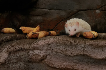 A hedgehog is eating a ripe banana that fell on the edge of a small pond. This mammal has the scientific name Atelerix albiventris.