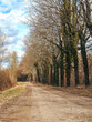 © vip-photoworld - A dirt road with trees on both sides. The trees are bare and the sky is cloudy. There is a fence on the right side of the road