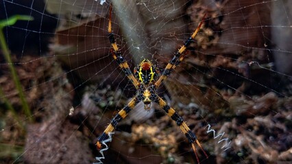 spider on web