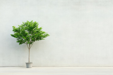 Wall Mural - A small tree is in a pot on a white wall