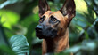 © Sung Hwan Kim - belgian malinois exploring garden