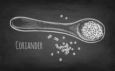Canvas Print - coriander on a spoon chalk sketch