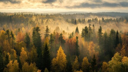 Wall Mural - Scenic autumn forest landscape with vibrant foliage and morning mist in a mountainous region