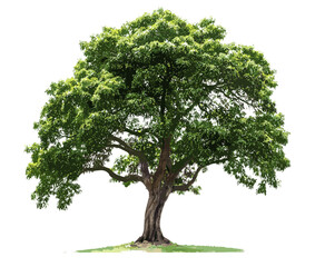 green leaf tree vector illustration, isolate real tree die cut png file on transparent background, l
