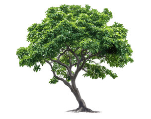 Transparent background tree vector illustration, isolate real tree green leaf die cut png file, nature clipart, high-resolution tree image, eco-friendly design