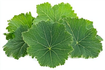 Wall Mural - Fresh Green Leaves of Squash Plant Isolated on White Background Ideal for Organic Food and Natural Ingredients