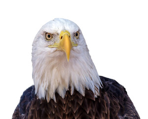 Wall Mural - American bald eagle portrait PNG with transparent background