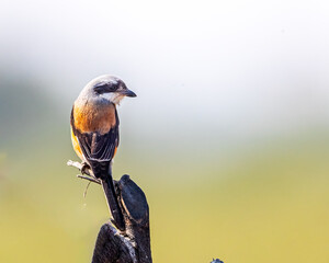 Wall Mural - A Bay Backed Shrike