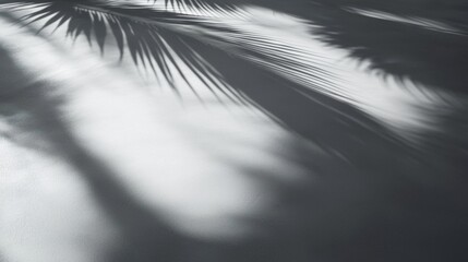 A palm tree casts a shadow on the ground