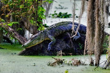 Wall Mural - sleeping beauty, american alligator