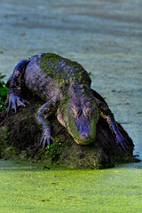 Wall Mural - sleeping beauty, american alligator
