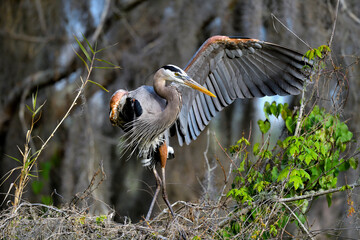 Wall Mural - great blue heron on the tree