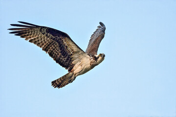 Wall Mural - osprey flyby