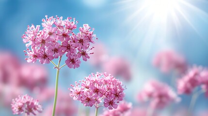 Wall Mural - Pink flowers bloom under bright sun. Nature scene for backgrounds or decor