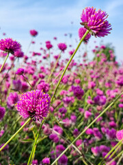 Wall Mural - beautiful fireworks flowers in shades of pink and purple, blooming in layers with numerous petals and yellow stamens flowers stand out in the natural garden sky and clouds background