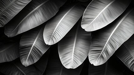 Canvas Print - Black and white foliage close up. For backgrounds, textures, pattern, abstract use