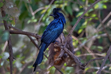 greater racket-tailed drongo